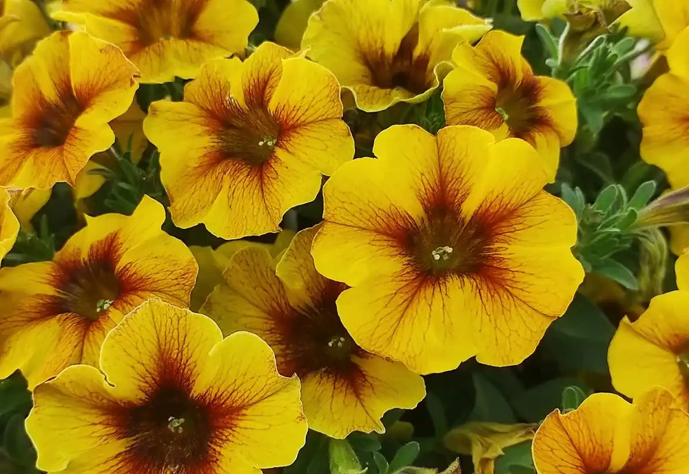 小陽臺精選4種花,皮實好養愛開花,不用費心也能爆花