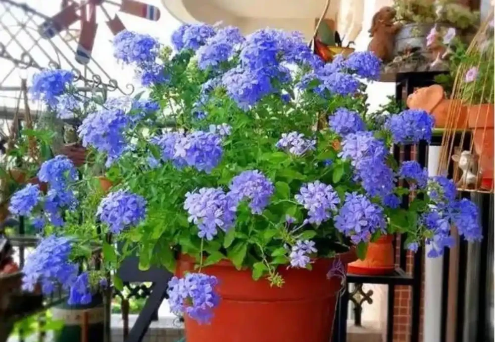 小陽臺精選4種花,皮實好養愛開花,不用費心也能爆花