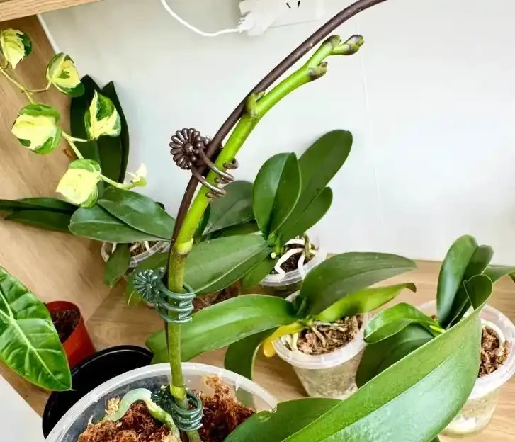 北京小夥用鵝卵石養蝴蝶蘭,根系強壯到離譜,這操作你見過嗎?