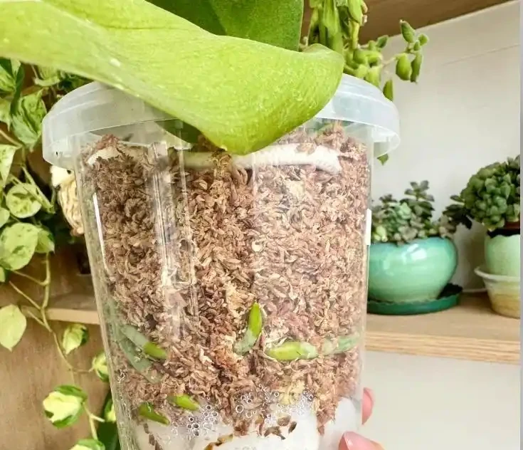 北京小夥用鵝卵石養蝴蝶蘭,根系強壯到離譜,這操作你見過嗎?