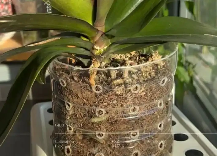 北京小夥用鵝卵石養蝴蝶蘭,根系強壯到離譜,這操作你見過嗎?