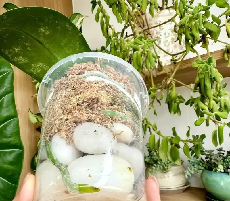 北京小夥用鵝卵石養蝴蝶蘭,根系強壯到離譜,這操作你見過嗎?