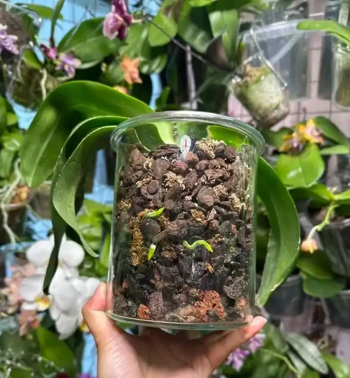 北京小夥用鵝卵石養蝴蝶蘭,根系強壯到離譜,這操作你見過嗎?