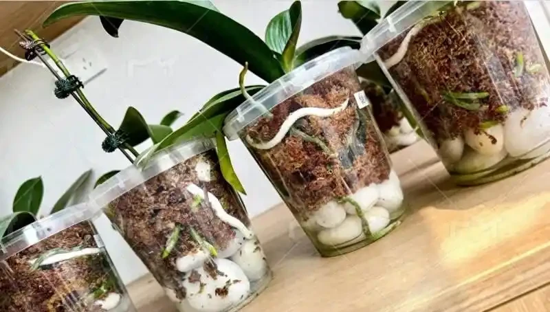 北京小夥用鵝卵石養蝴蝶蘭,根系強壯到離譜,這操作你見過嗎?