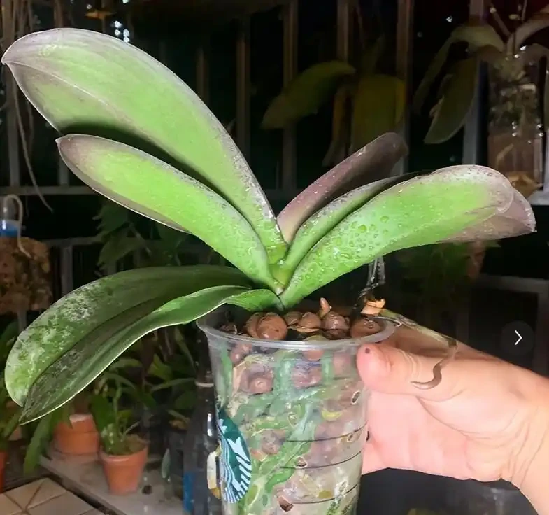 北京小夥用鵝卵石養蝴蝶蘭,根系強壯到離譜,這操作你見過嗎?