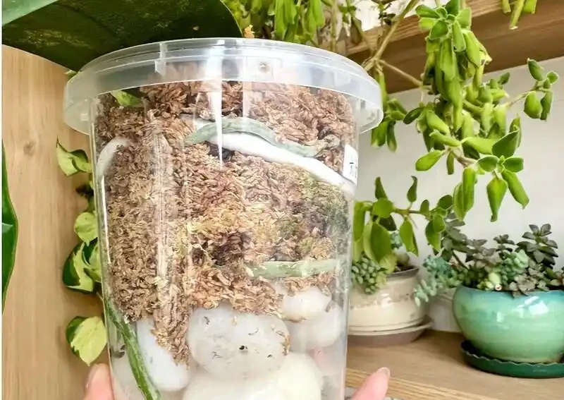 北京小夥用鵝卵石養蝴蝶蘭,根系強壯到離譜,這操作你見過嗎?