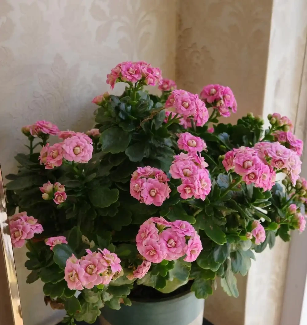「人養花,花養人」!10種漂亮花,在臥室養也很好