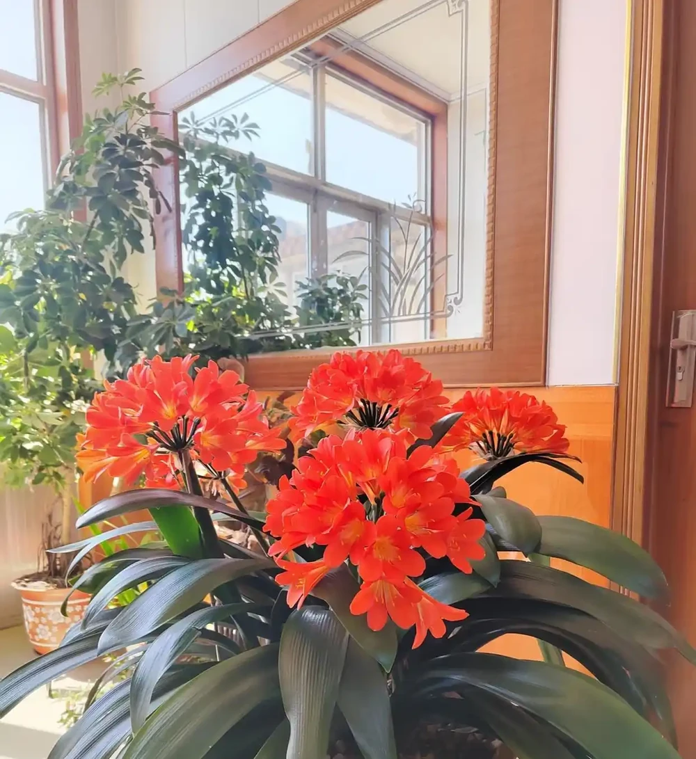 「人養花,花養人」!10種漂亮花,在臥室養也很好