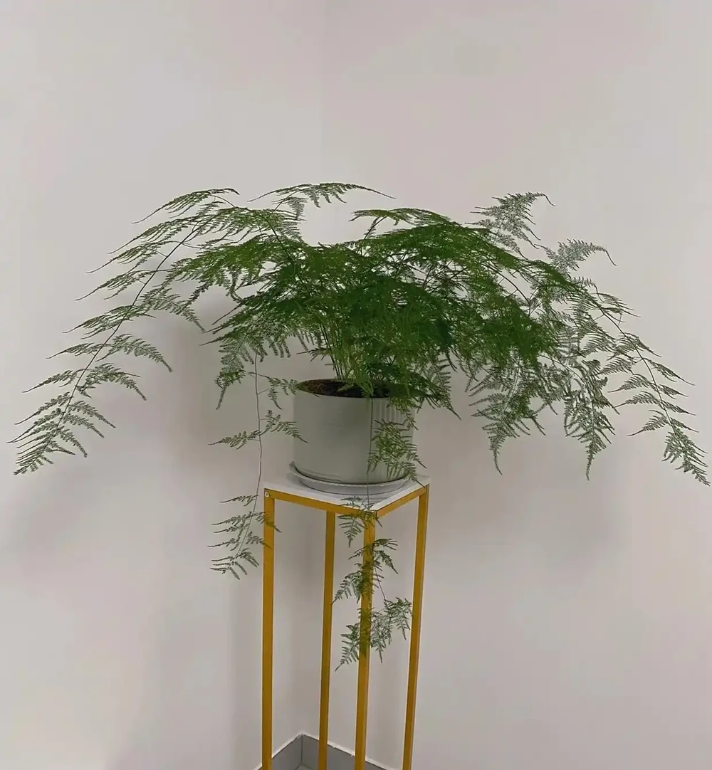 「人養花,花養人」!10種漂亮花,在臥室養也很好