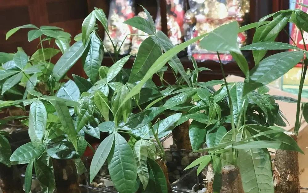 養了5年發財樹才知道:夏天澆水前多做這一步,葉子綠得發亮不腐根