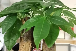 養了5年發財樹才知道：夏天澆水前多做這一步，葉子綠得發亮不腐根
