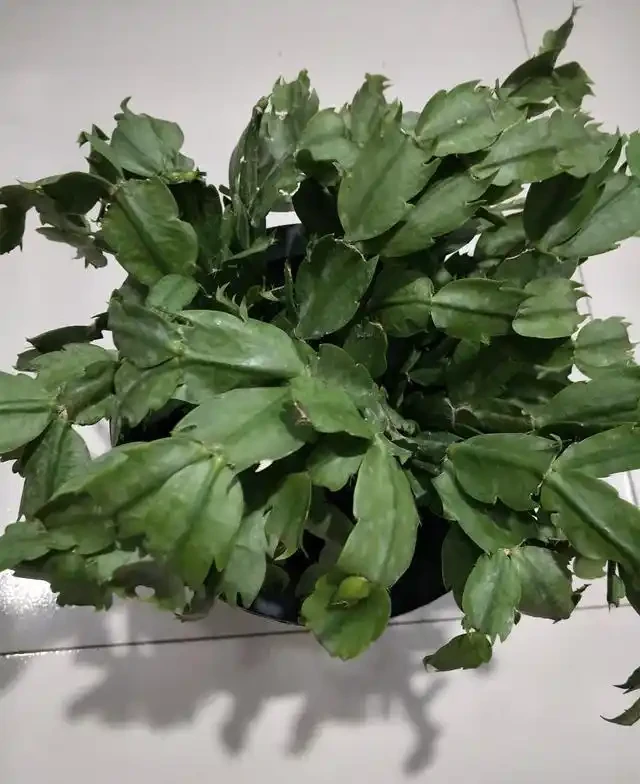螃蟹蘭突然打蔫別慌!剛哥講透五因,對症救回來