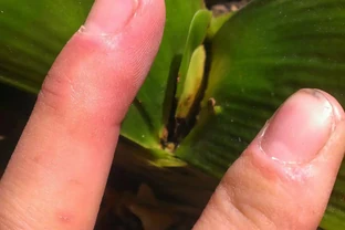 君子蘭爛心別急著扔！四種處理方法，總有一種能救活