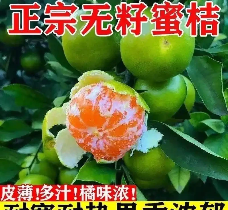 庭院十大吉祥樹排名，老祖宗傳下的旺家添福秘籍