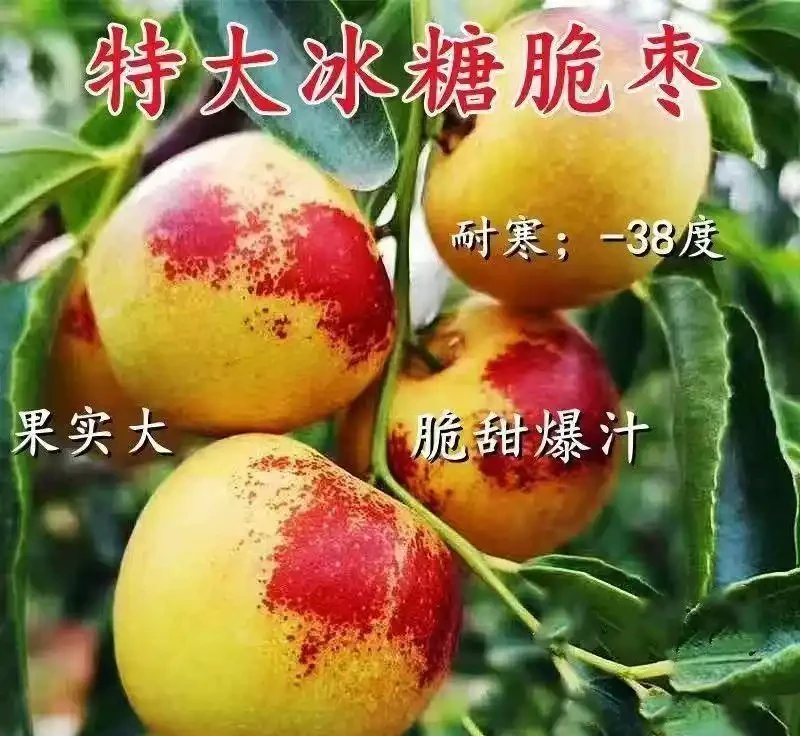 庭院十大吉祥樹排名，老祖宗傳下的旺家添福秘籍