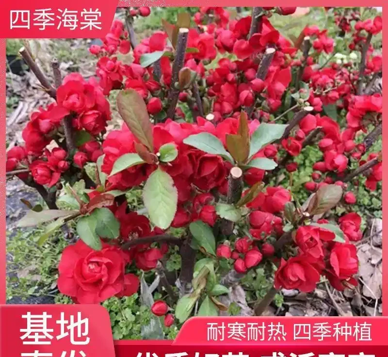 庭院十大吉祥樹排名，老祖宗傳下的旺家添福秘籍