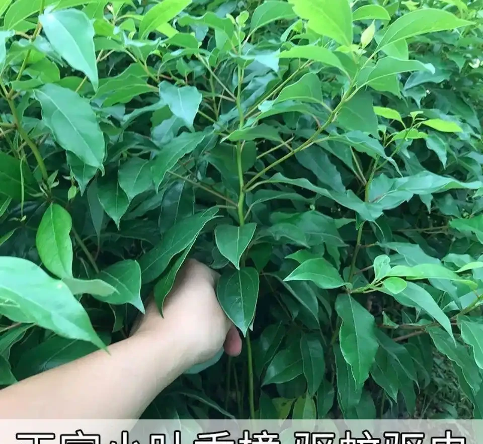 庭院十大吉祥樹排名，老祖宗傳下的旺家添福秘籍