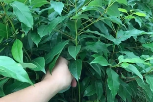 庭院十大吉祥樹排名，老祖宗傳下的旺家添福秘籍