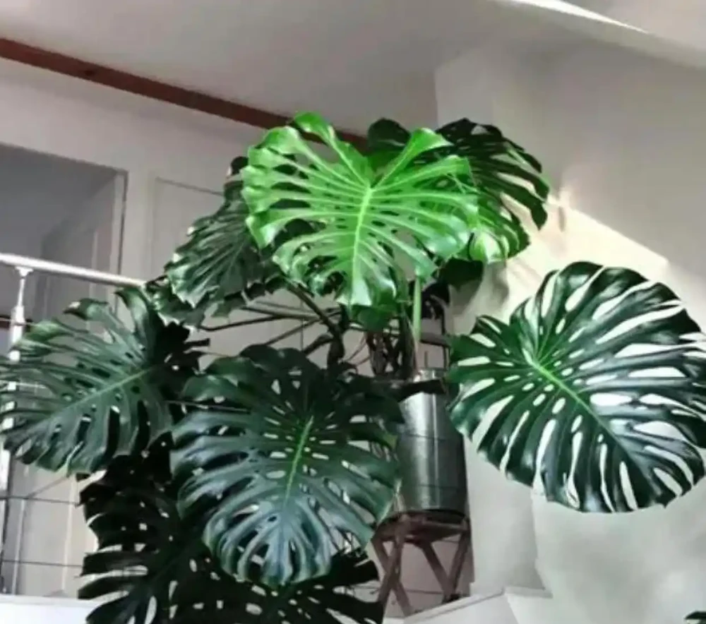 只需一招「黃金水配方」,龜背芋葉子肥綠如打蠟!老花農勸你別亂澆水,新手也能養出霸氣老樁