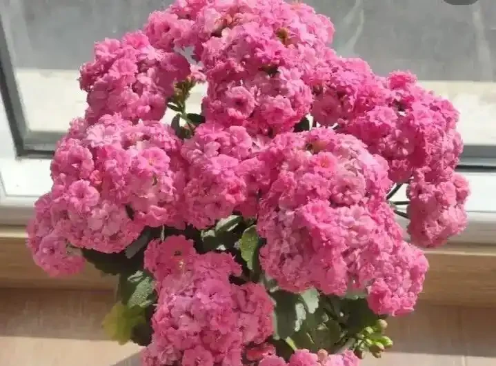 公認開花最久的8種花,省心易養全年花開不斷