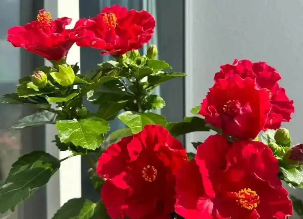 公認開花最久的8種花,省心易養全年花開不斷