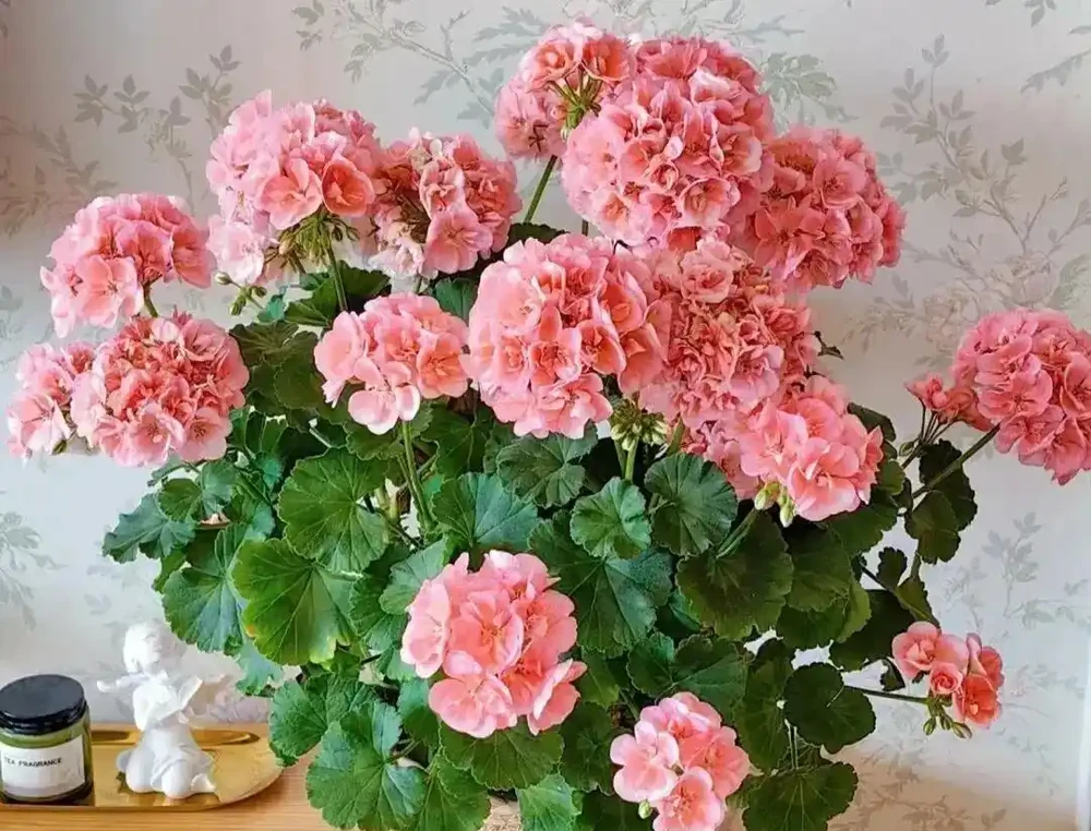 公認開花最久的8種花,省心易養全年花開不斷
