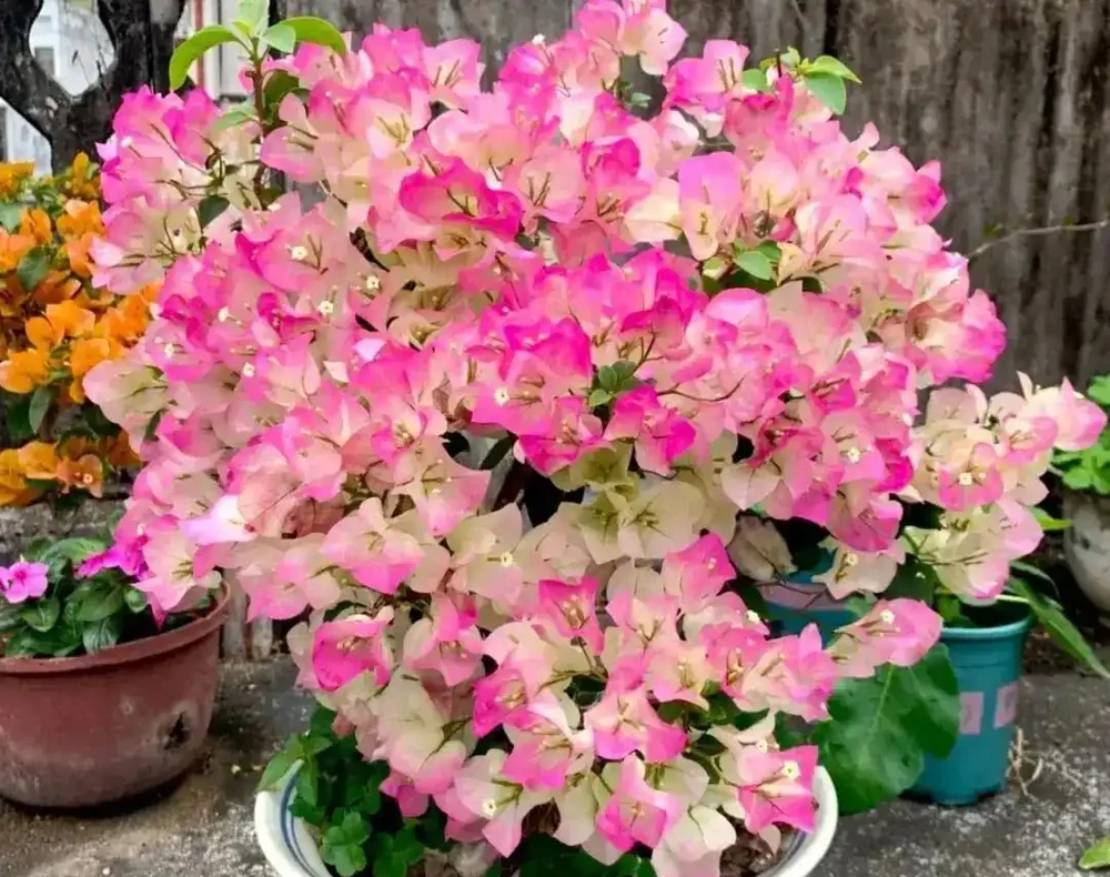 公認開花最久的8種花,省心易養全年花開不斷