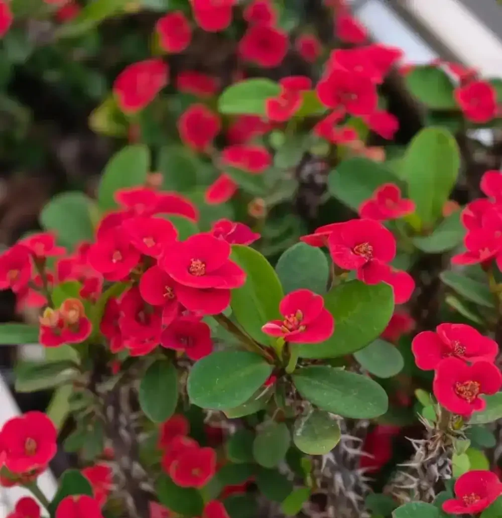 公認開花最久的8種花,省心易養全年花開不斷