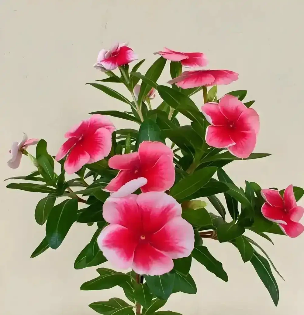 公認開花最久的8種花,省心易養全年花開不斷