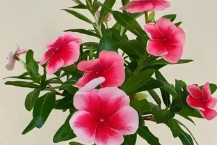 公認開花最久的8種花，省心易養全年花開不斷