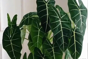 綠天鵝海芋絲絨黃葉還長褐斑？盆裡缺1樣東西，換完土3天返綠