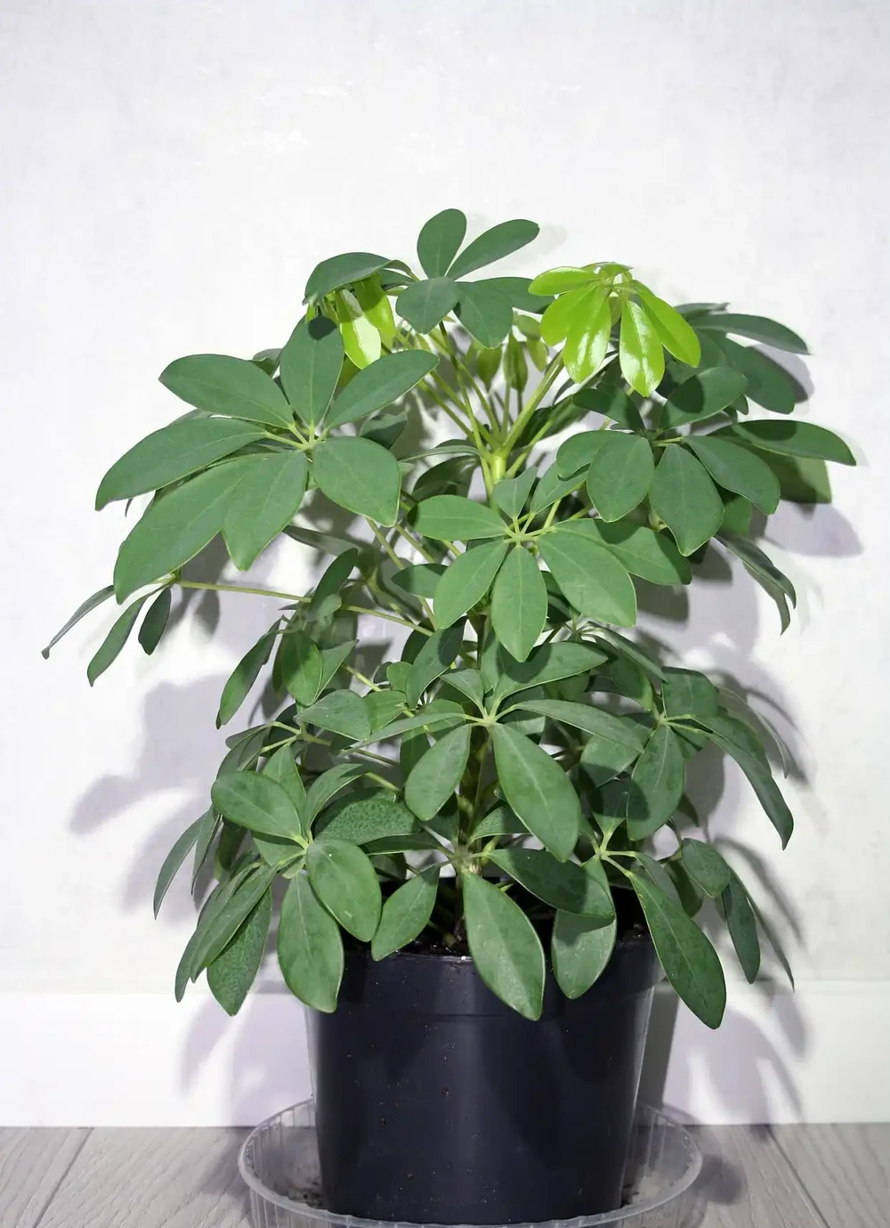 夏天養鴨腳木,千萬別亂施肥!牢記懶人養護法,新芽瘋長、枝幹粗壯