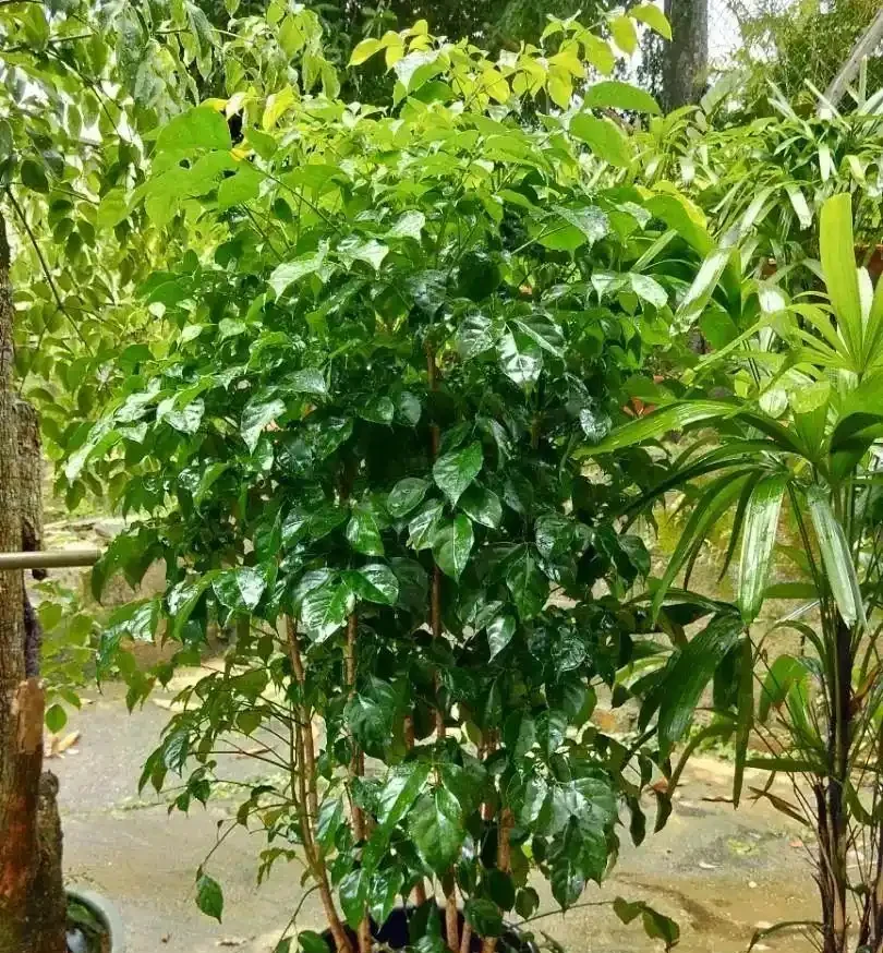 養幸福樹前記住這2條鐵律,買回家後葉子瘋長,再也不用擔心變成光桿司令