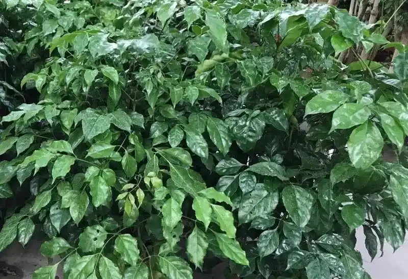 養幸福樹前記住這2條鐵律,買回家後葉子瘋長,再也不用擔心變成光桿司令
