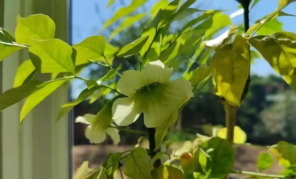 養幸福樹前記住這2條鐵律,買回家後葉子瘋長,再也不用擔心變成光桿司令