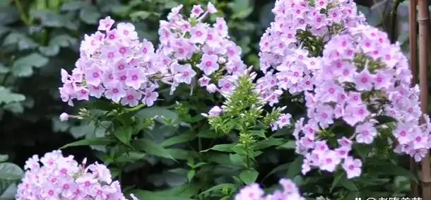北方養花人別傻了 這10種「凍不死」的宿根花，種一次美一輩子，年年不用買苗