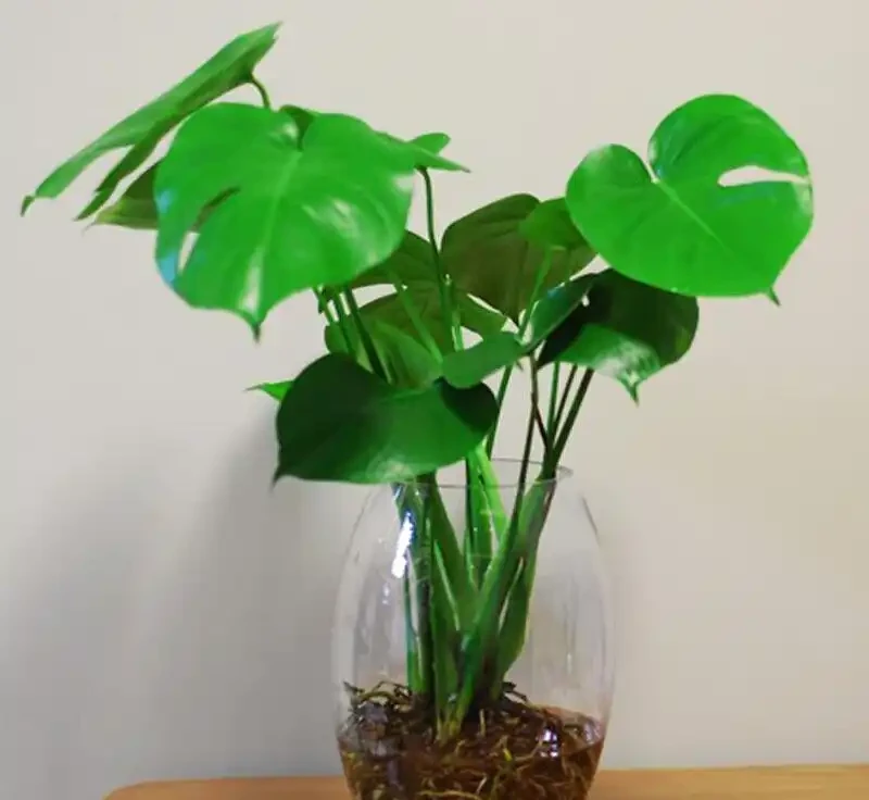 龜背芋葉子不開裂?那是「缺光」了,挪個地兒,葉片碩大如傘