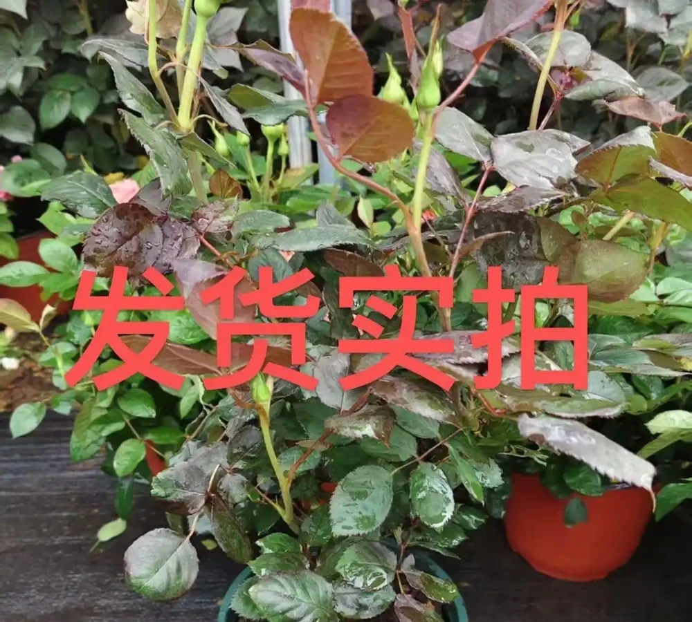 想養稀有品種?十大名貴玫瑰花彙總,新手也能輕鬆養好
