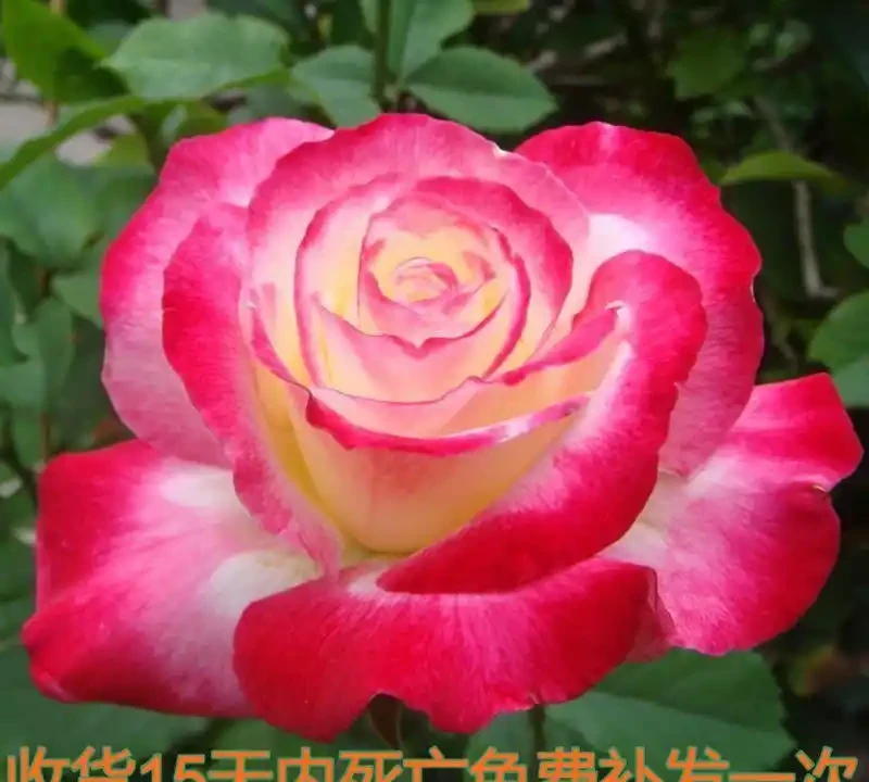 想養稀有品種?十大名貴玫瑰花彙總,新手也能輕鬆養好