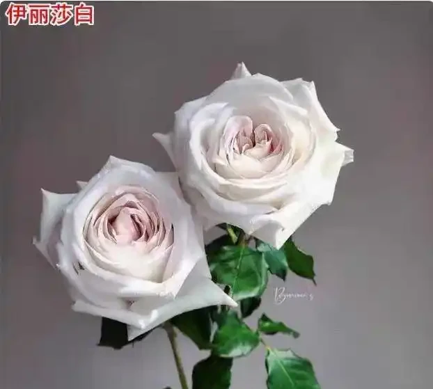 想養稀有品種?十大名貴玫瑰花彙總,新手也能輕鬆養好