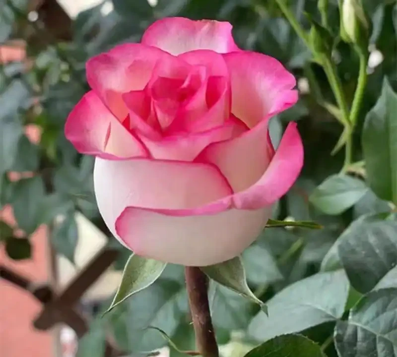 想養稀有品種?十大名貴玫瑰花彙總,新手也能輕鬆養好