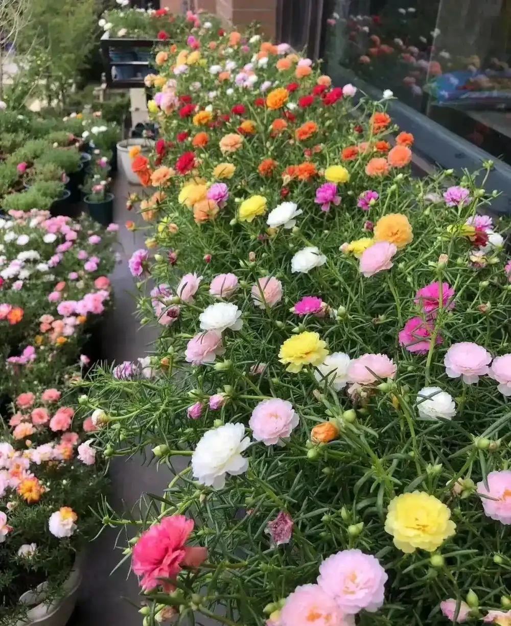 根本不是牡丹卻比牡丹狠!暴曬15天不澆水,反而哐哐開花