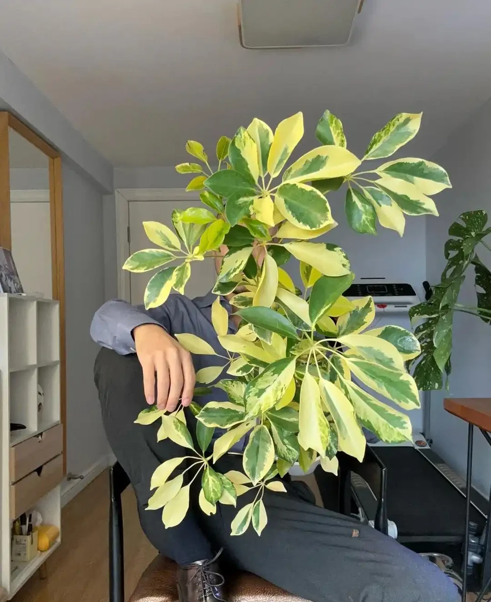 家裡養了鵝掌藤?避開這3個坑,葉片濃綠不發黃,招財旺宅真省心