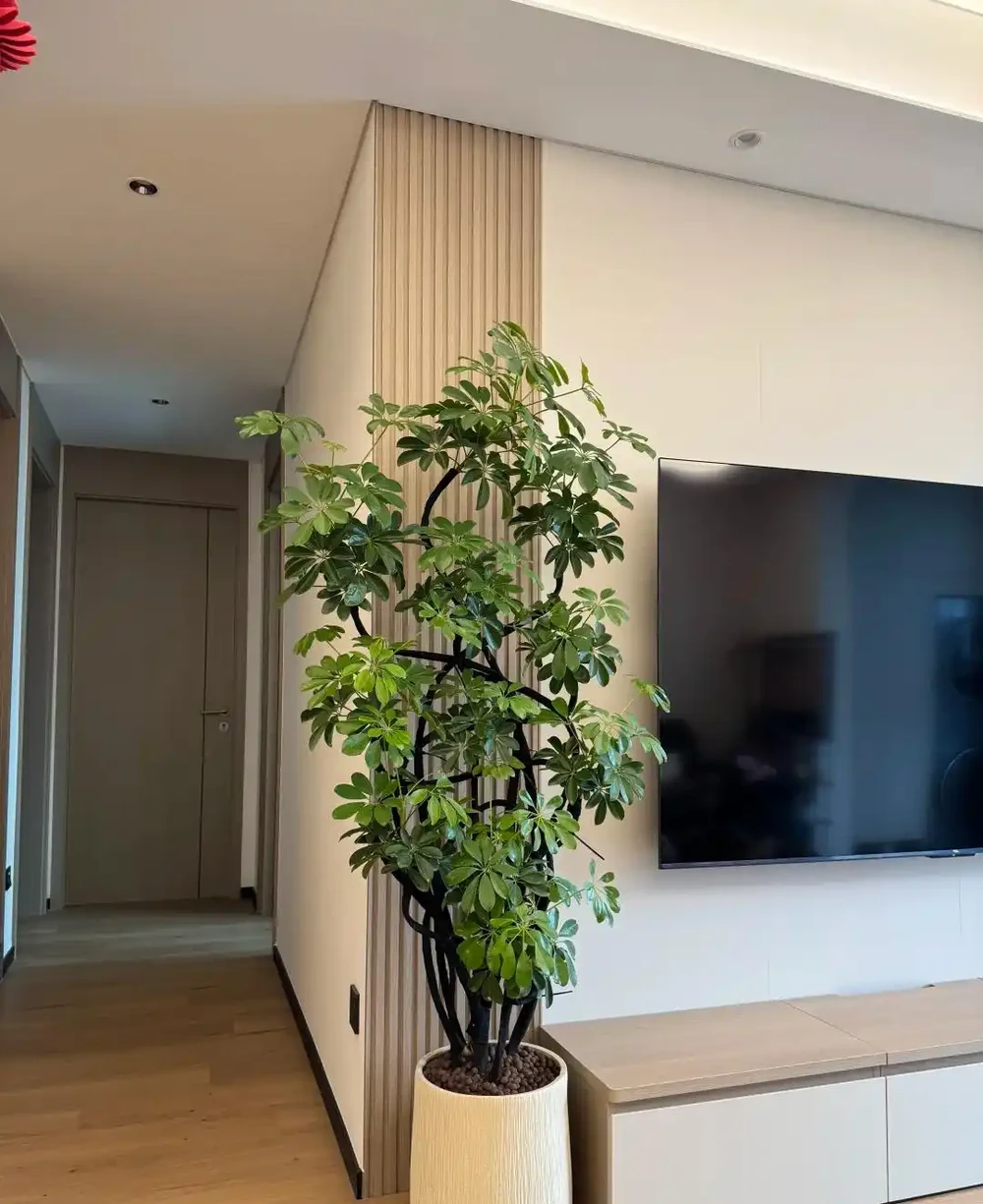家裡養了鵝掌藤?避開這3個坑,葉片濃綠不發黃,招財旺宅真省心