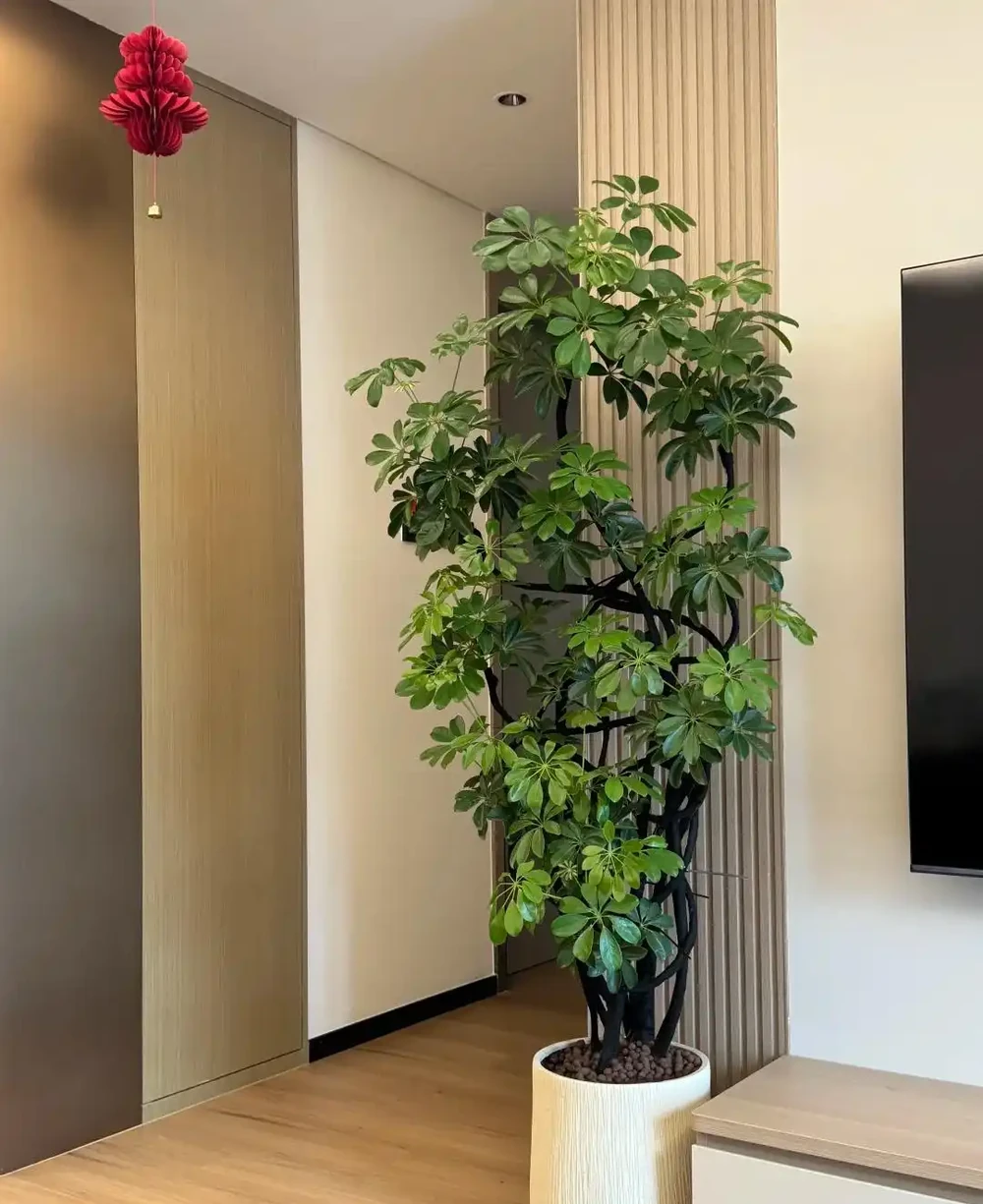 家裡養了鵝掌藤?避開這3個坑,葉片濃綠不發黃,招財旺宅真省心