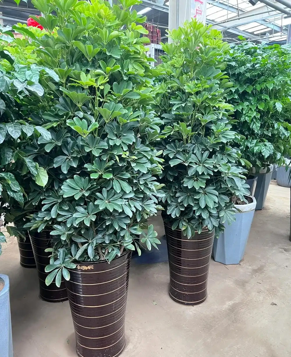 家裡養了鵝掌藤?避開這3個坑,葉片濃綠不發黃,招財旺宅真省心