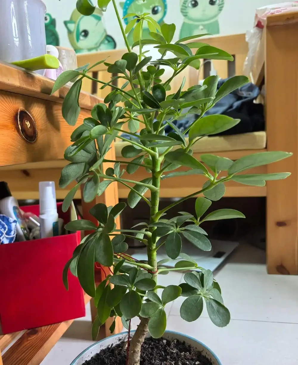 家裡養了鵝掌藤?避開這3個坑,葉片濃綠不發黃,招財旺宅真省心