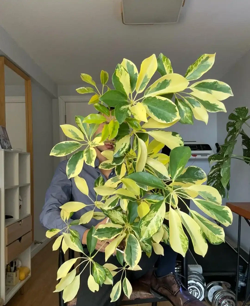 家裡養了鵝掌藤?避開這3個坑,葉片濃綠不發黃,招財旺宅真省心