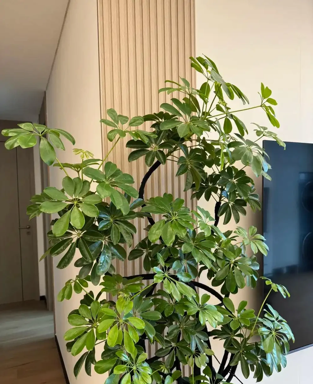 家裡養了鵝掌藤?避開這3個坑,葉片濃綠不發黃,招財旺宅真省心