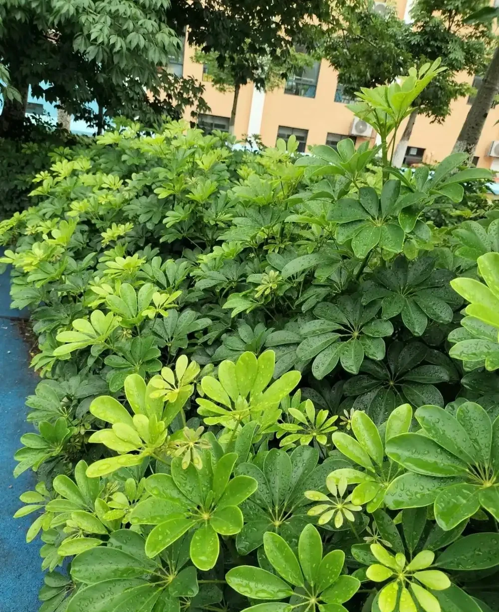 家裡養了鵝掌藤?避開這3個坑,葉片濃綠不發黃,招財旺宅真省心